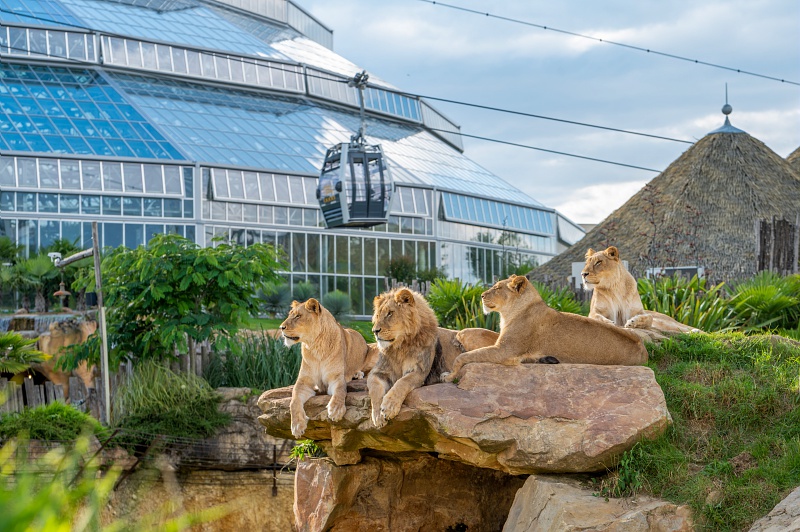 ZooParc de Beauval : les lions